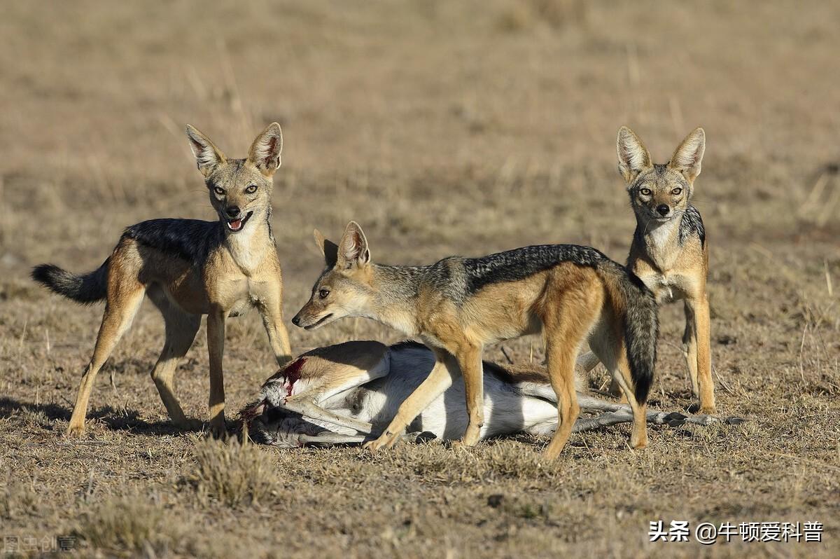 美洲狮大战狼群_美洲狮打得过狼吗_美洲狮狼打斗视频